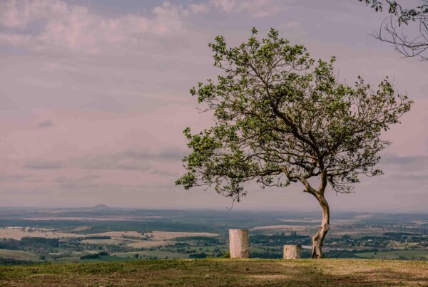 Árbol en una colina representando el envejecimiento financiero saludable